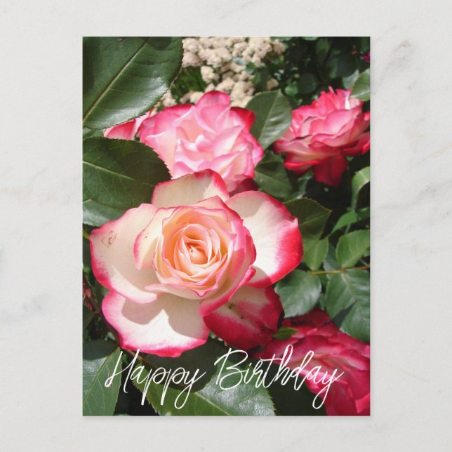 Carte Rose de fleurs Roses rouge et blanc (Devant)