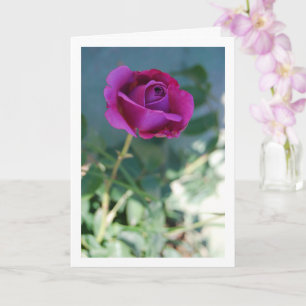 Carte Rose de jardin floral pourpre