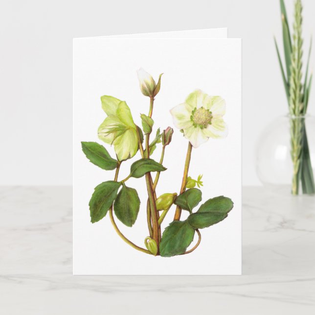 Carte Rose de Noël (Devant)