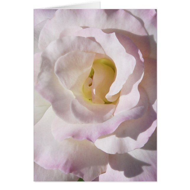 Carte rose de paix (Devant)