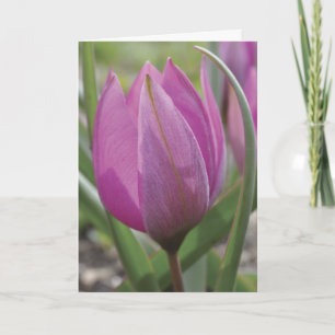 Carte rose du jour de mère de tulipe