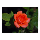 Carte rose grandiflora orange