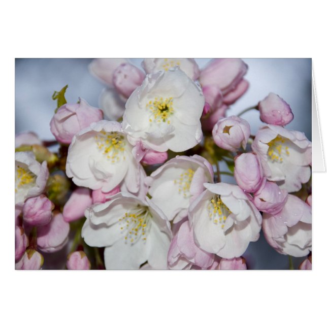 Carte Rose japonaise (Devant horizontal)