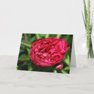 Carte Rose Peony Rose