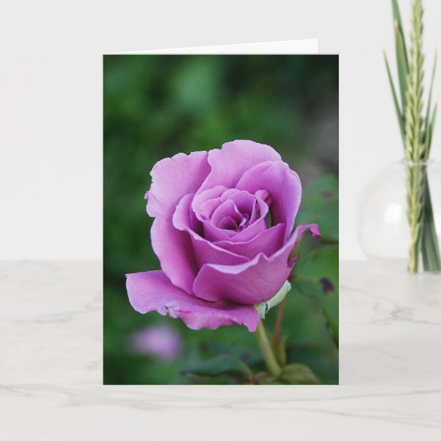 Carte Rose pourpre (Devant)