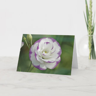 Carte rose pourpre et blanc