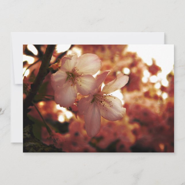 Carte Rose profond (Devant)