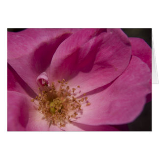 Carte rose rose