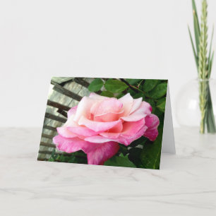 Carte Rose rose