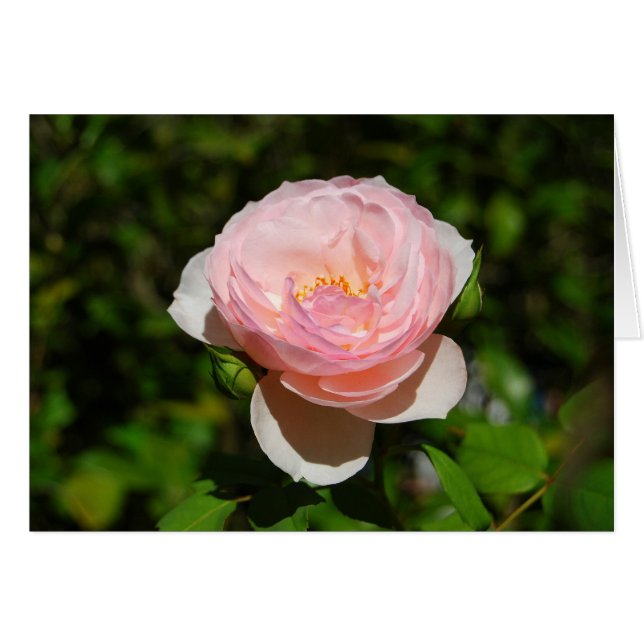 Carte rose rose (Devant horizontal)