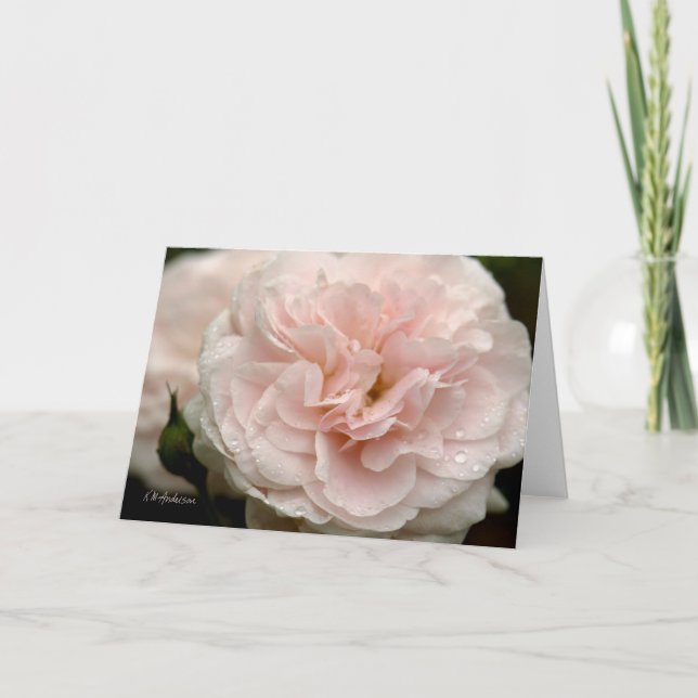 Carte Rose rose pâle avec gouttes de pluie (Devant)