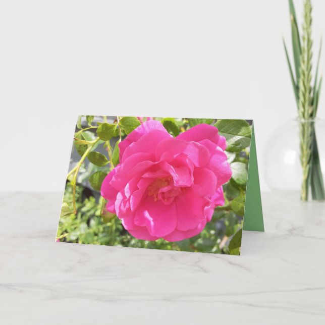 Carte Rose rose rose (Devant)