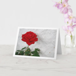 Carte Rose rouge contre mur blanc