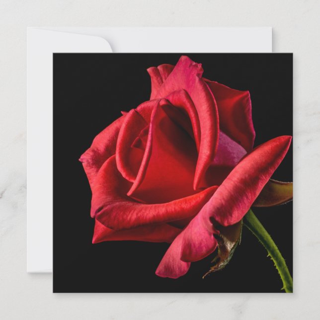 Carte Rose rouge sur fond noir (Devant)