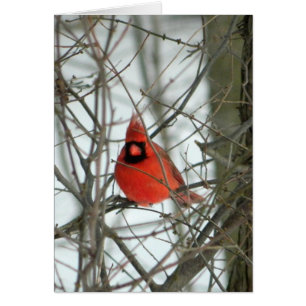 Carte rouge Cardinal d'hiver