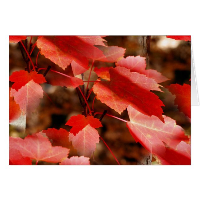 Carte rouge de photographie de nature de feuille (Devant Horizontal)