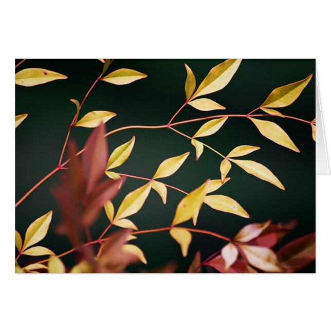 Carte rouge et or (Devant Horizontal)