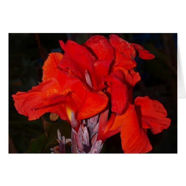 Carte rouge lumineuse de lis de canna (Devant horizontal)