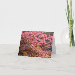 Carte Rouge Orange Chute Feuillage Automne Feuilles Natu