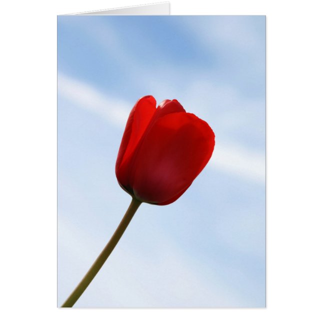 Carte rouge Tulip (Devant)