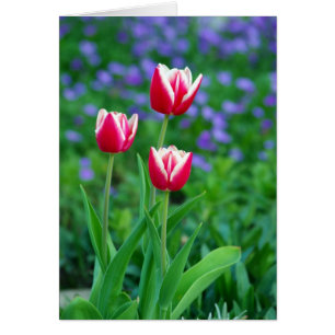 Carte rouge Tulips