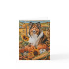 Rough Collie Chien Automne Moisson Thankesgiving