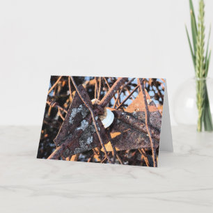 Carte Rouille de pois et champignons Vie morte