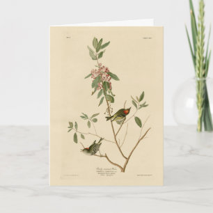 Carte Ruby couronné Wren (Kinglet) Audubon Birds Amériqu