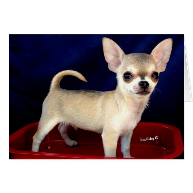 Carte Sable Chihuahua (Devant horizontal)