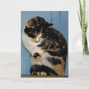Carte Sad Calico Chat anniversaire tardif