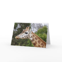 Safari Afrique Mod Chic Classe Destin Girafe