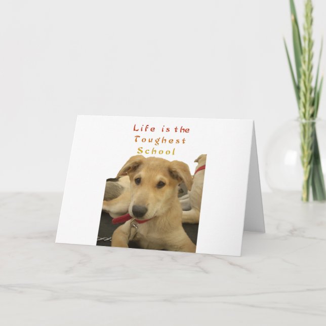 Carte Sagesse d'or : Une vision oeil de chien de l'école (Devant)