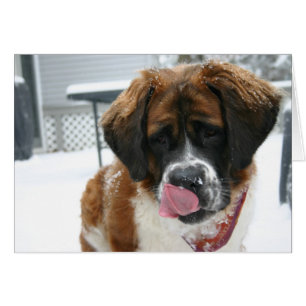 Carte Saint Bernard léchant la neige
