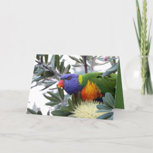 Carte Saint Valentin avec Lorikeet