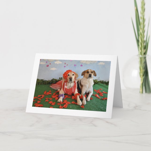 Carte Saint Valentin, photo de 2 chiens (Devant)