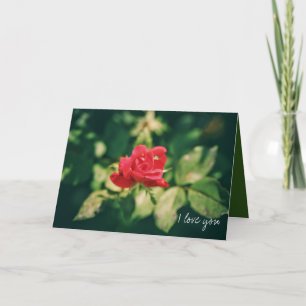 Carte Saint-Valentin Rose Rouge Je T'Aime Toujours