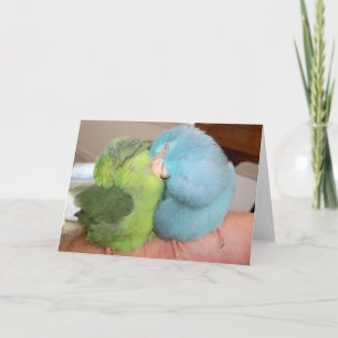 Carte Salutation des inséparables Parrotlet "en sécurité