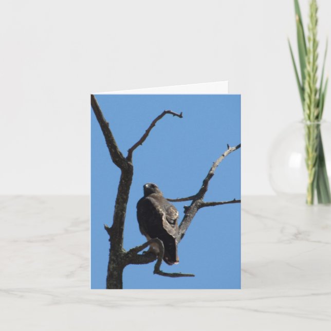 Carte - Salutation - Oiseau de proie (Devant)