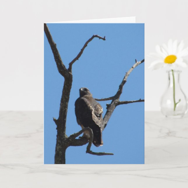 Carte - Salutation - Oiseau de proie (Petite plante)