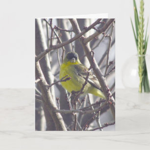 Carte - Salutation - Oiseau jaune dans les branche