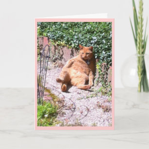 Carte Salutations à la chatte