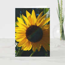Salutations de tournesol - Blanc à l'intérieur