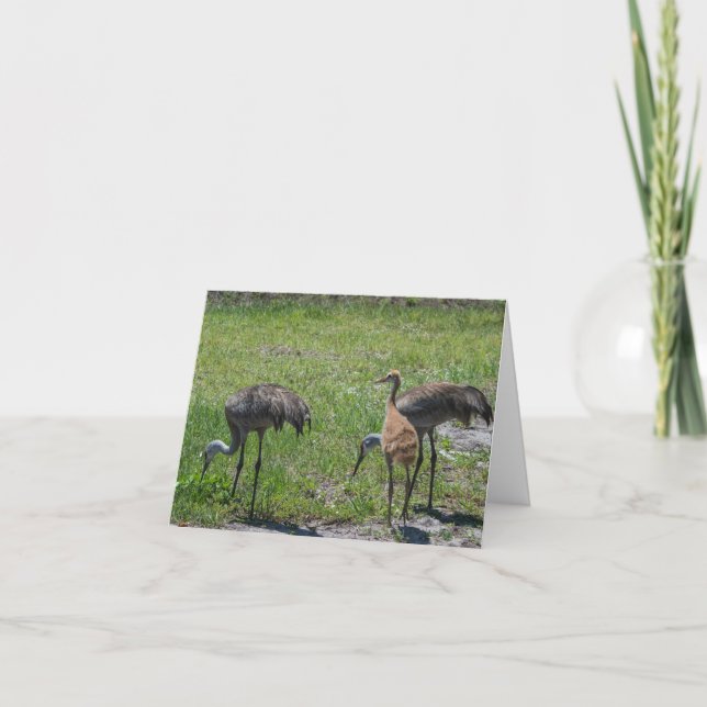 Carte Sandhill Granes Floride Oiseaux Nature Photographi (Devant)