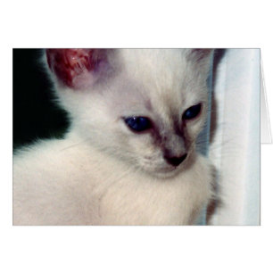 Carte Sasha Kitten