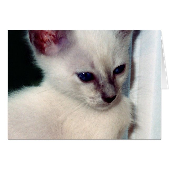 Carte Sasha Kitten (Devant horizontal)