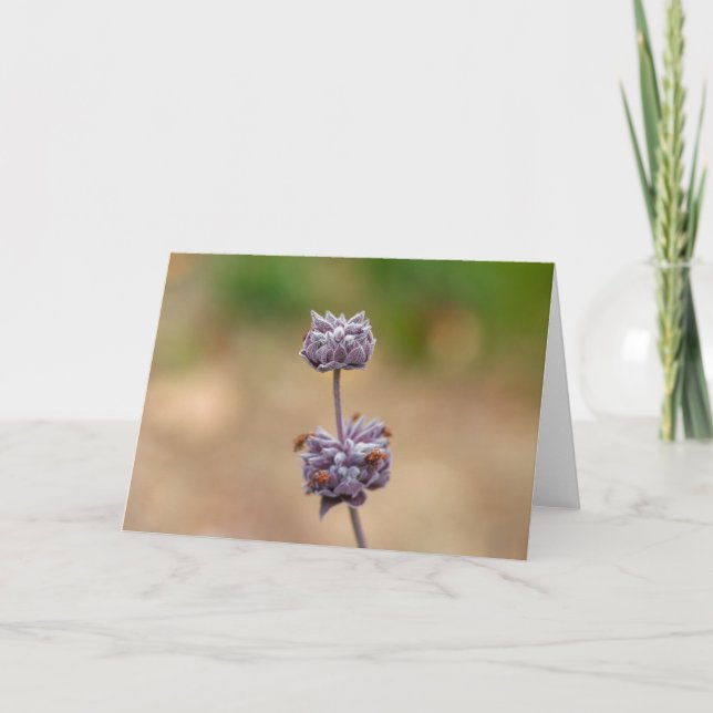 Carte Sauge de Cleveland (Devant)