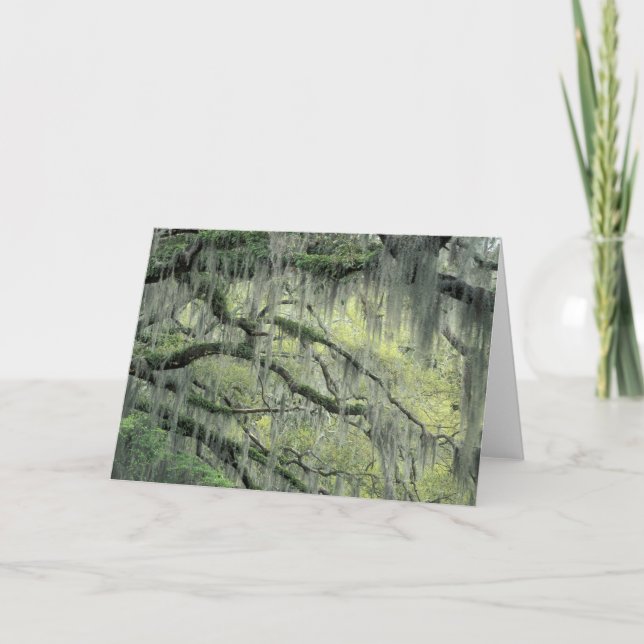 Carte Savannah, Géorgie, chêne vivant drapé de (Devant)