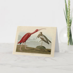 Carte Scarlet Ibis - de Audubon's Birds of America