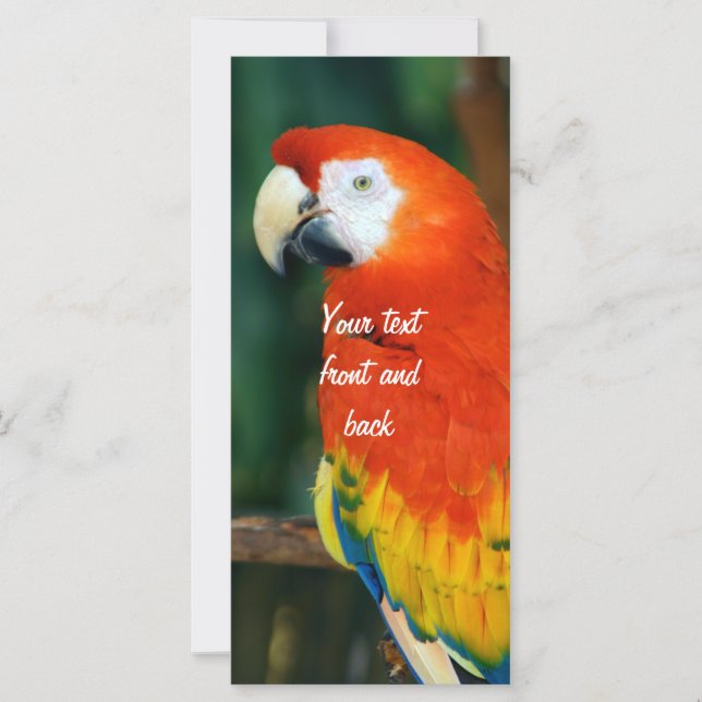 Carte Scarlet Macaw (Devant)