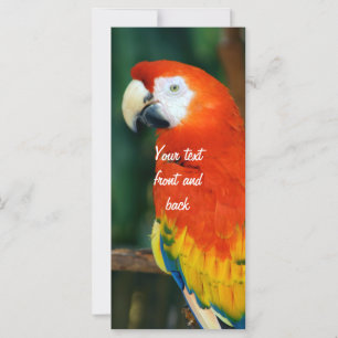Carte Scarlet Macaw